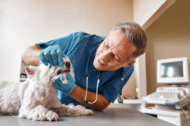 Best Walk-In Emergency Dentist in Jonesville, NC